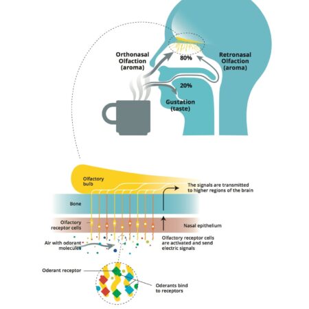 CoffeeMind: your premier destination for mastering the art and science of coffee