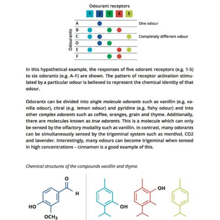 CoffeeMind: your premier destination for mastering the art and science of coffee