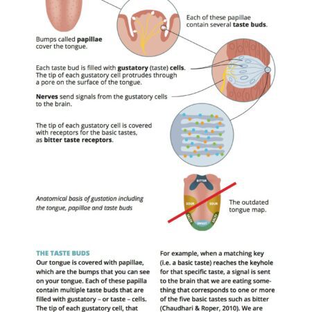 CoffeeMind: your premier destination for mastering the art and science of coffee