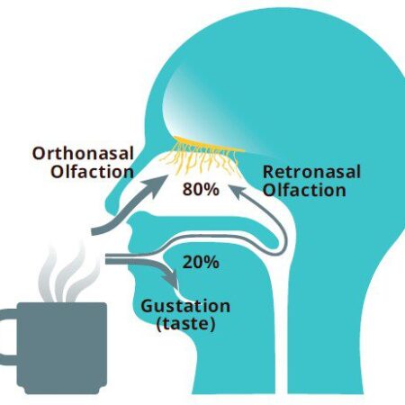 CoffeeMind: your premier destination for mastering the art and science of coffee