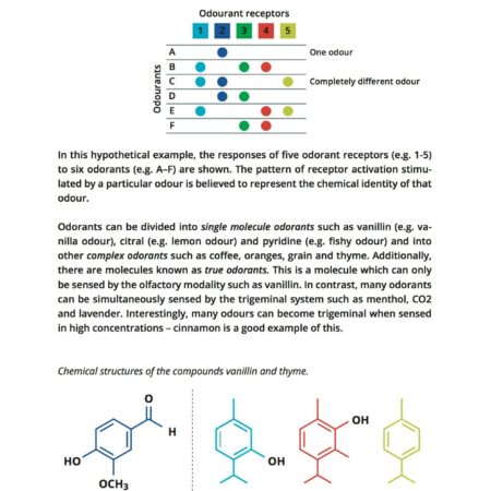 CoffeeMind: your premier destination for mastering the art and science of coffee